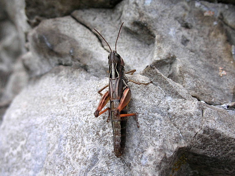 Chorthippus (Glyptobothrus) alticola